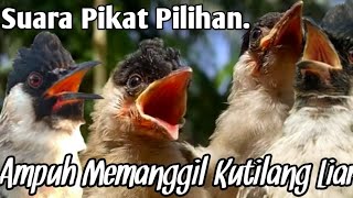 AJIB,‼️ SUARA PIKAT KHUSUS BURUNG KUTILANG...