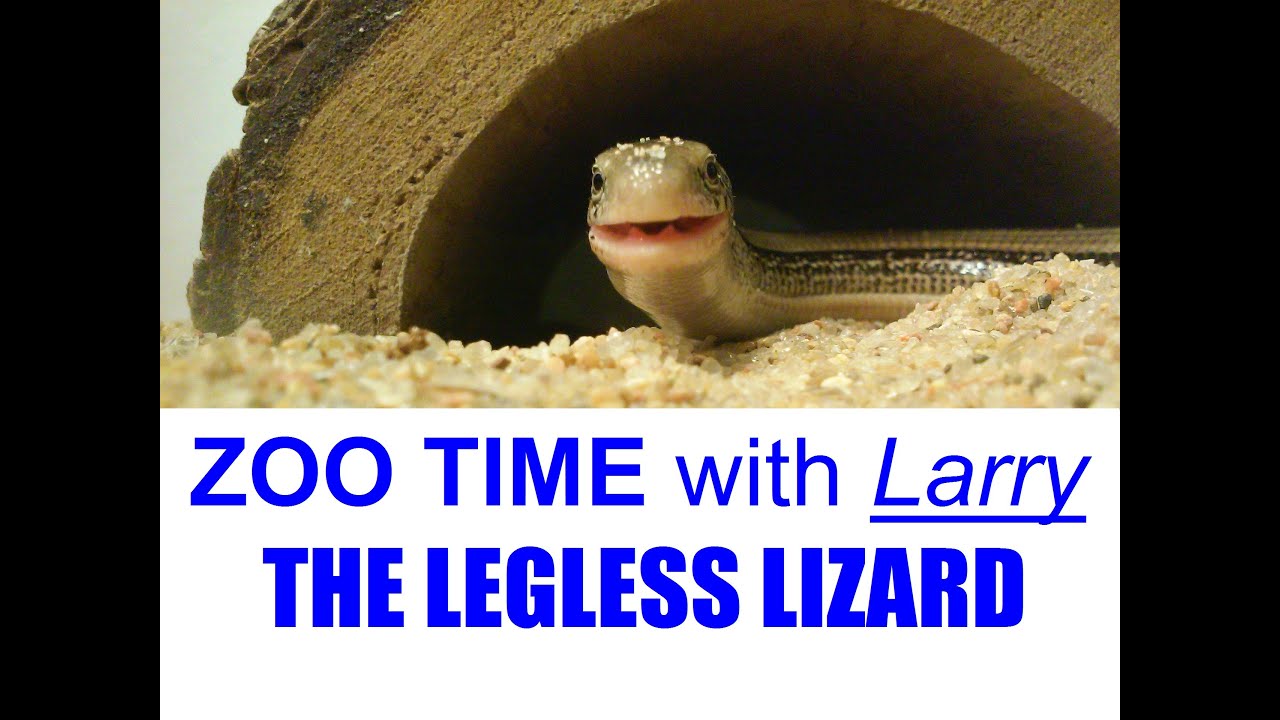 LARRY THE LEGLESS LIZARD [12-15-2021] #Viral - YouTube