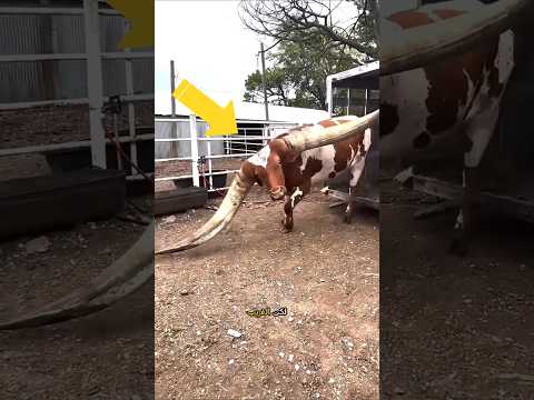 لماذا قرون الثيران ضخمة جدا