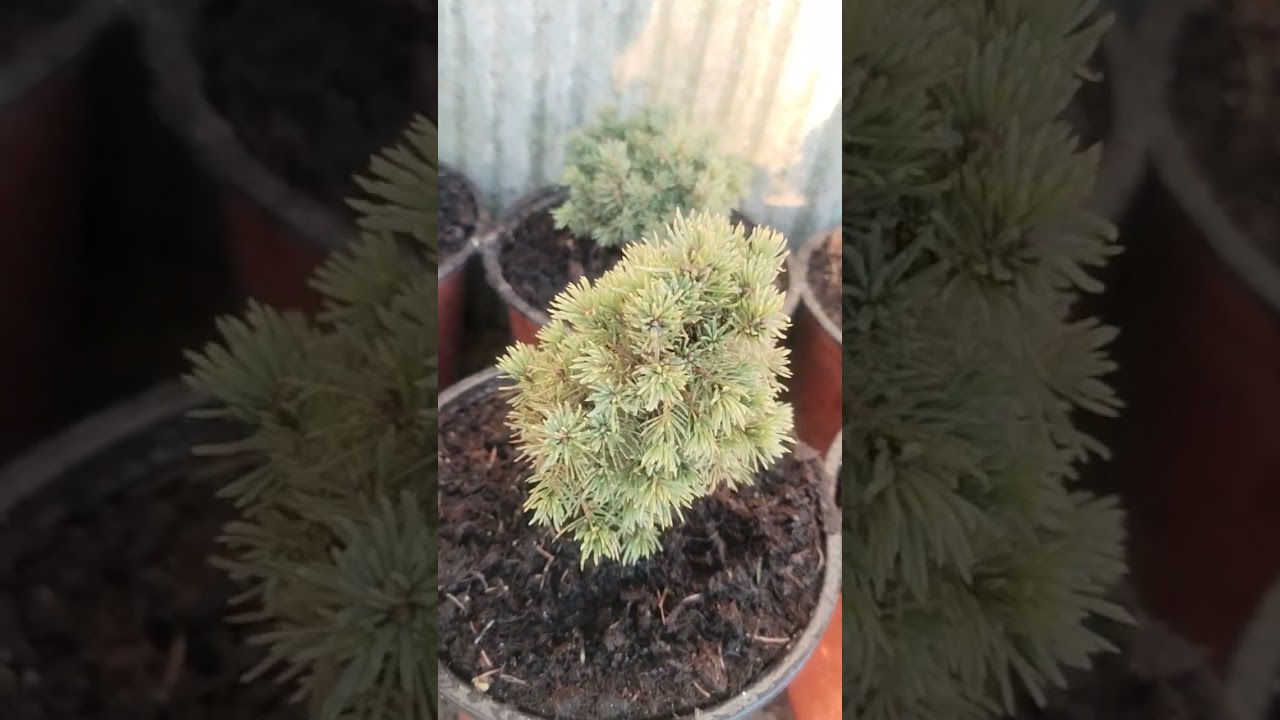 Iar înrădăcinez leandrii greceşti