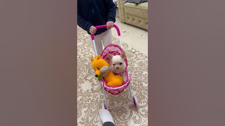 Какие у вас живут животные?Любят ли они детей?😁#этизабавныеживотные#многодетнаясемья#юмор#дети