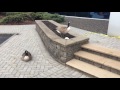 Canada geese nest near front entry of CNY building