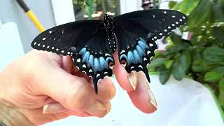 Black Swallowtail hatches or eclosures, male and female
