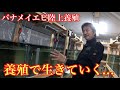 養殖はお金をかけずにできる！淡路島のエビの養殖場に勉強に行ってきました！【バナメイエビ陸上養殖】