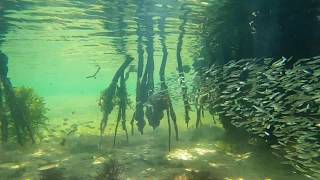 Biscayne National Park Mangroves Full Video