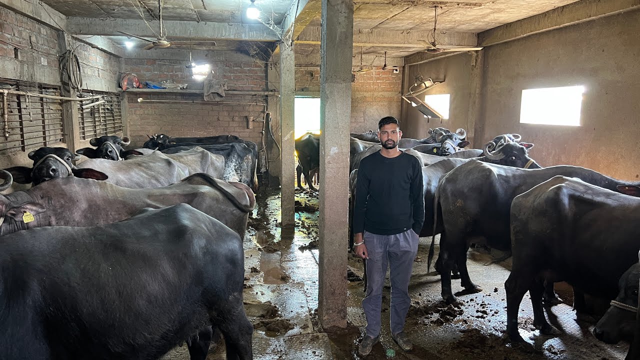 भेंसो का डेयरी फार्म | खर्चा, कमाई, खुराक पूरी जानकारी | The Indian Dairy 