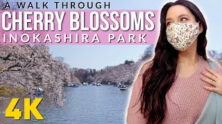 4K Tokyo Cherry Blossoms In Inokashira Park