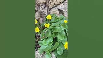Весеннее растение красивое и полезное. Чистяк весенний. Шортс.
