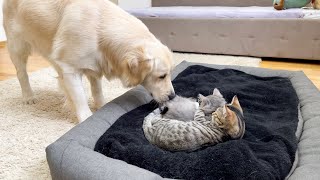 Funny Golden Retriever Reacts to Kittens in his Bed [Try Not to Laugh]