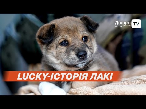 🐕 Оріхів: «Save Animals Ukraine» під обстрілами рятують тварин