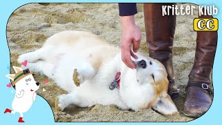 Short-Legged Corgi Is One Tough Horse Coach (Part 1) | Kritter Klub