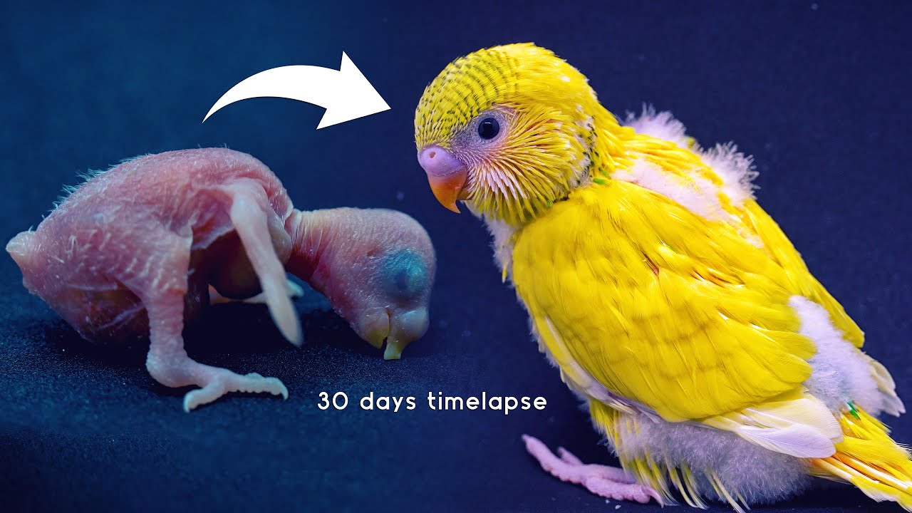 The Fascinating Journey of an Egg: Candling & Growth Stages