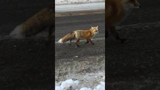 Fox Trotting Along