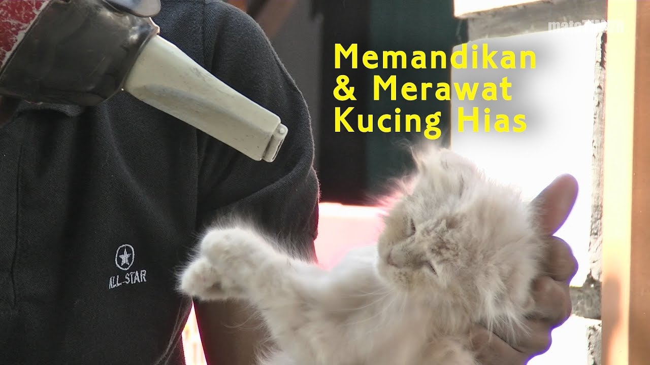 Usaha Jasa Salon Kucing Hias - YouTube