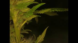 Probe Lens shooting Weed Bud Trichome Macro Video Footage THC Growing Marijuana 4K Close up