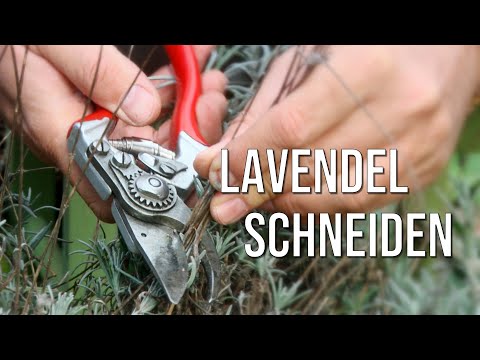 Video: Lavendel beschneiden: Wie man Lavendel zurückschneidet
