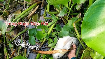 Thánh Thục Hugo Khang Lòng Tong Lại Trúng Bầy Cá Khủng | Kích Cá Miền Tây | Catch Fish