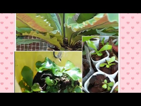 BIRD NEST FERN SPORE PROPAGATION🏜🎍