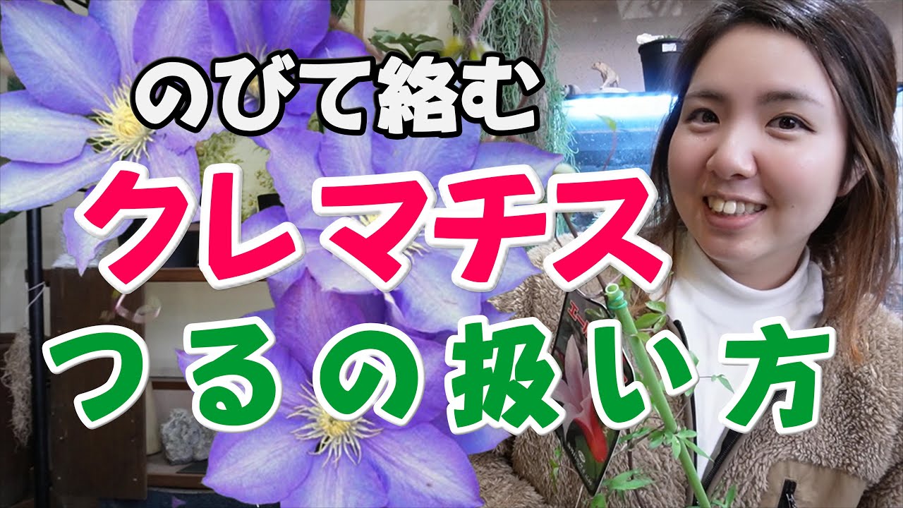 【２ｍ伸びる】春のクレマチスの育て方｜支柱の使い方｜開花園チャンネル