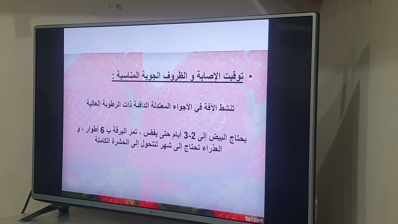 الفراولة  مكافحة  حشرات و امراض  الجزء الثاني التربس و الدودة