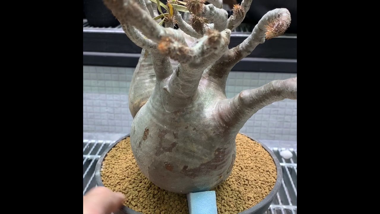 mircus plants】2020.2.13グラキリスを植え込む際のおすすめポイント 
