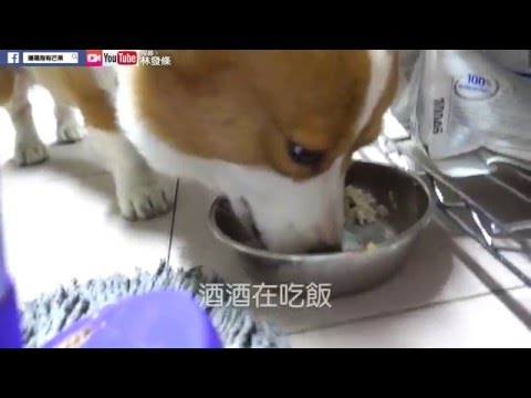 [連環泡]胖子吃鮮食