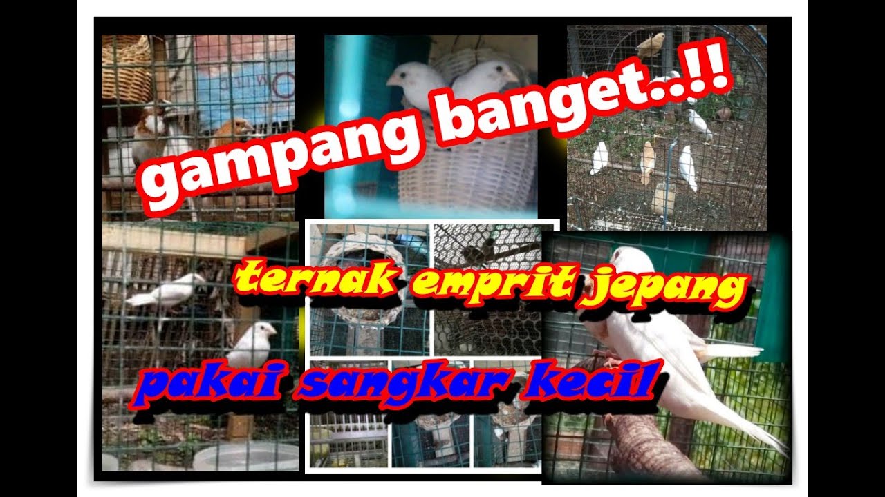 ternak emprit jepang pakai sangkar kecil || 