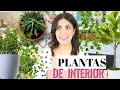 MIS PLANTAS DE INTERIOR Y SUS SIMPLES CUIDADOS !   🌱 DE ASESINA DE PLANTAS A  MEJORES AMIGAS