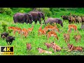 4K African Animals: Amazing Moments of Etosha National Park With Calming Music &amp; Relaxing Nature 4K