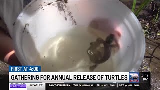 Annual Lake Champlain turtle release has become a popular draw