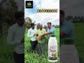 வேர் முடிச்சு nematod வந்துவிட்டது விரைவான தீர்வு #organicfarming #farming #drsoil #biofertilizer
