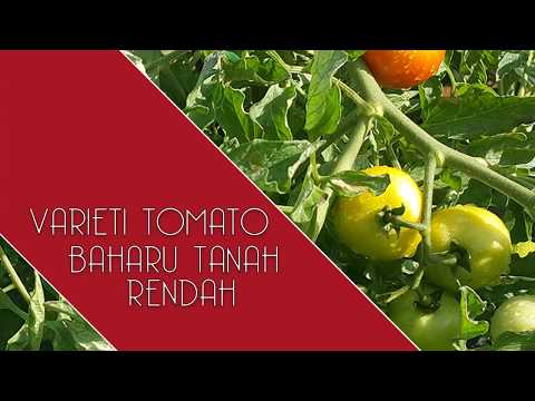 Video: Tomato Yang Lazat: Varieti, Kacukan, Kehalusan Teknologi Pertanian
