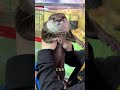 ラッコに関する素敵で驚くべき事実