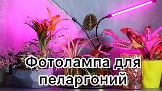 Моя лампа для пеларгоний??? пеларгония flowers черенки