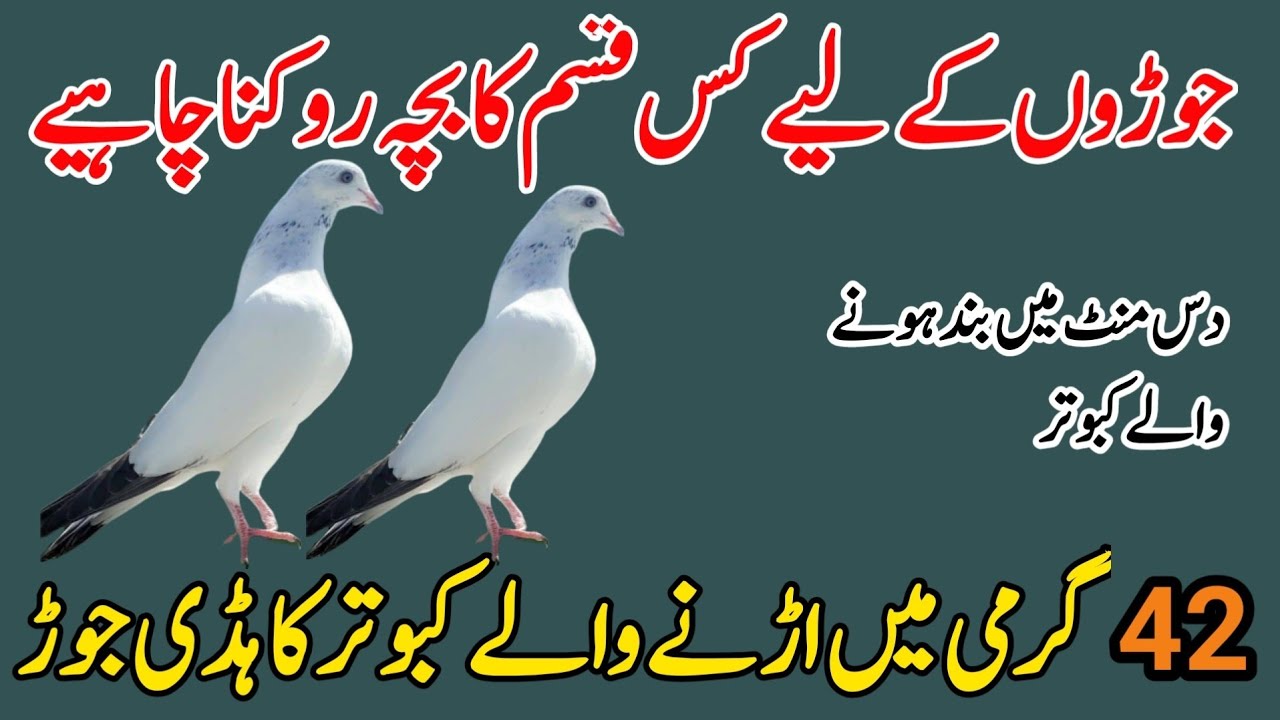 JORON K LYE KIS QISAM KA BACHA ROKNA CHAHYE 