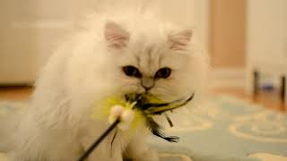 Shaded Silver Persian Kitten