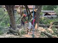 Complicated & Full of Risk! Tree Felling in the Middle of the Traditional Market!