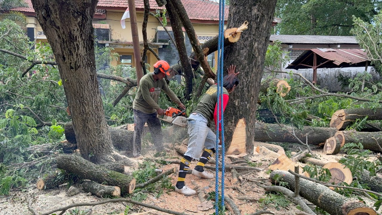 Complicated & Full of Risk! Tree Felling in the Middle of the Traditional Market!