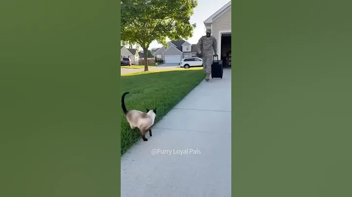 Video 11848091: siamese, furry