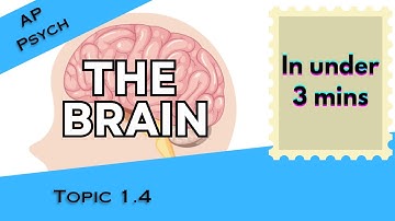The Brain in Under 3 mins (AP Psychology Unit 1 Topic 4) 1.4