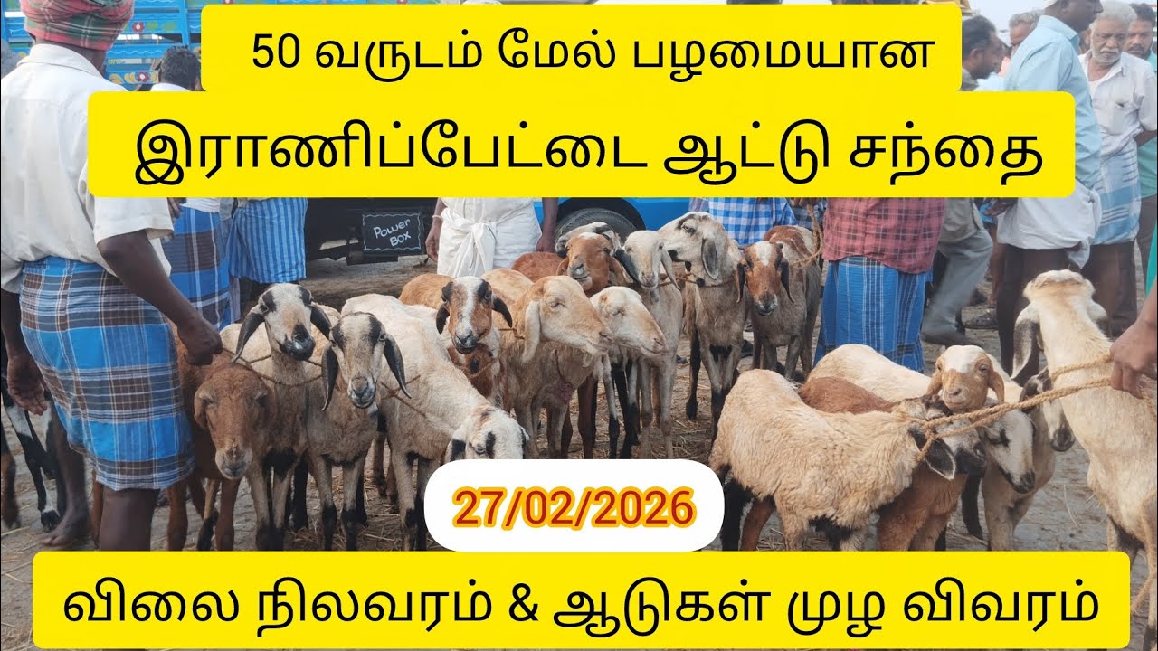 இராணிப்பேட்டை ஆட்டு சந்தை 27/02/2026 விலை நிலவரம்&ஆடுகள் பற்றிய முழவிவரம் #aadusanthai#ranipetmarket