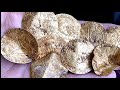 The hambleden hoard of gold hammered coins found metal detecting uk