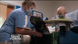 Service Dogs for Veterans | Your South Florida