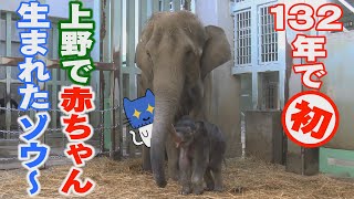 上野動物園のゾウの赤ちゃんが公開されたぞう！1882年の開園以来初めて【マスクにゃんニュース】