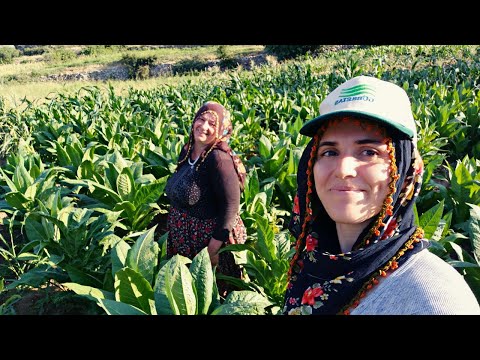 Temsili Anadolu Kadınları | Gelin Görümce Tarla Vlog ~ Yaylada Bir Gün Geçirdik