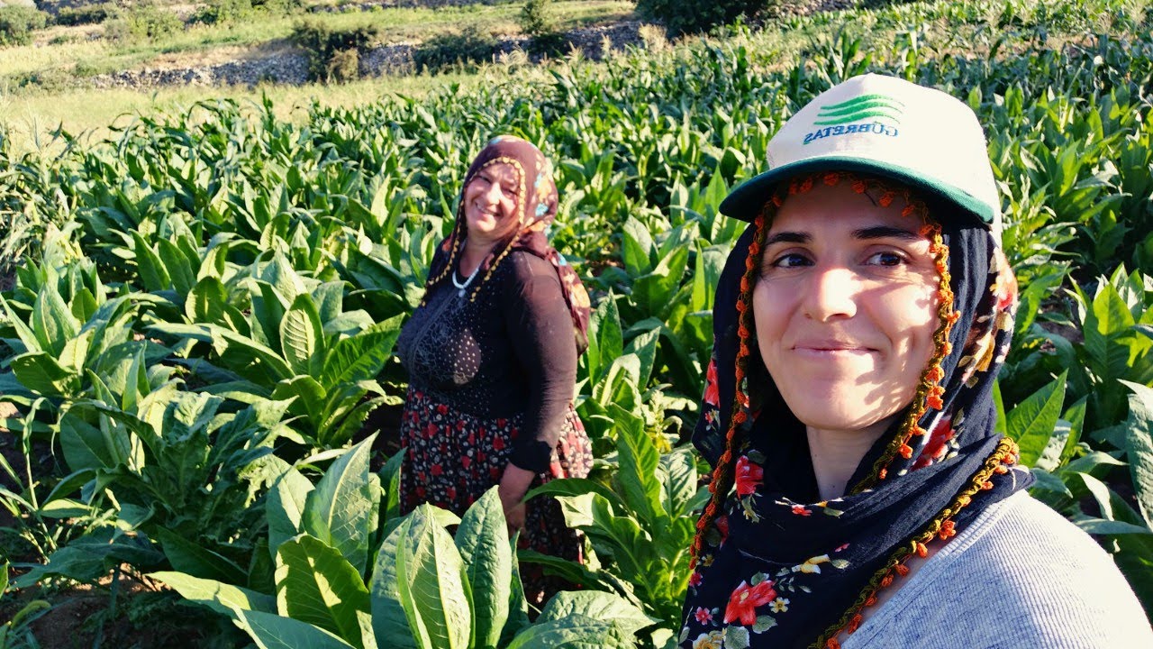 Temsili Anadolu Kadınları | Gelin Görümce Tarla Vlog | Yaylada Bir Gün Geçirdik