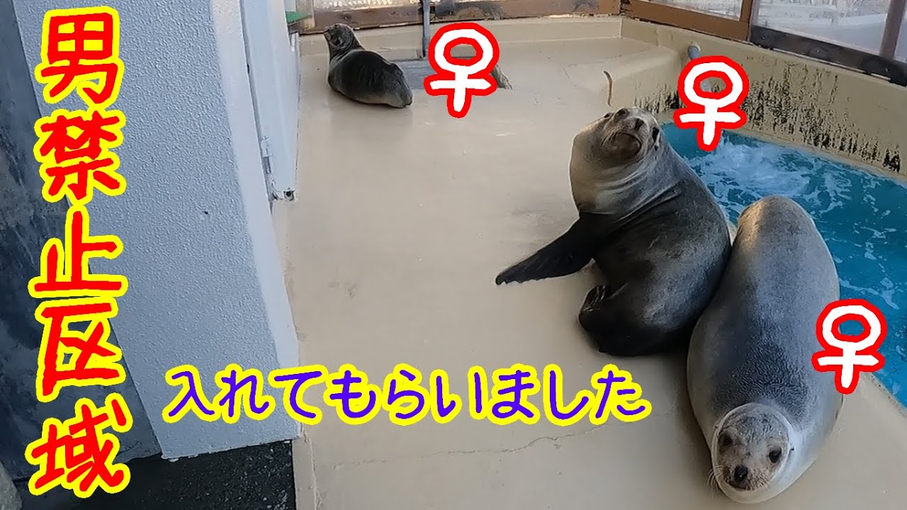 女の子さんたち、僕も混ぜてもらえませんか？【カリフォルニアアシカ】