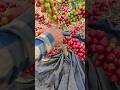 Melihat Pemetikan Kopi Arabika, #farming #agrikultur #automobile #teknikpertanian #satisfying #agro