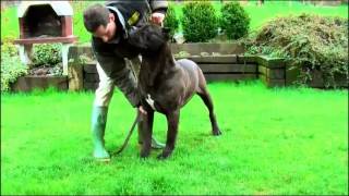 cane corso power
