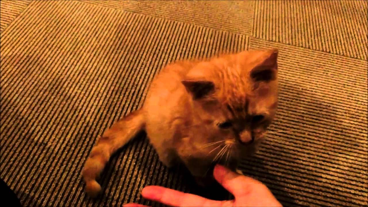 ねこカフェmyキャット 名古屋 中区 大須の猫カフェ Cat Press キャットプレス ねこカフェmyキャット 名古屋 中区 大須の猫カフェ Cat Press キャットプレス